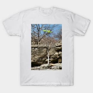 Struggling Tree, Namibia T-Shirt